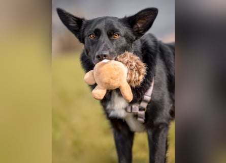 Mobby - verschmust und intelligent - Tierhilfe Franken e.V.