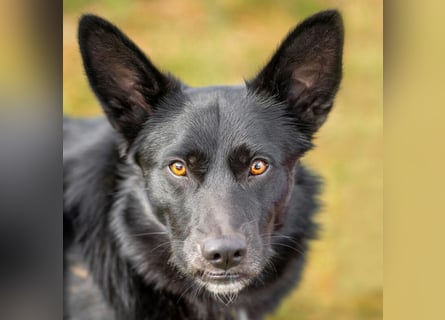 Mobby - verschmust und intelligent - Tierhilfe Franken e.V.