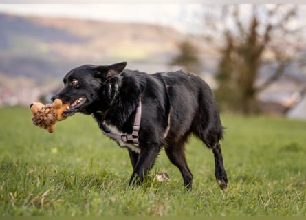 Mobby - verschmust und intelligent - Tierhilfe Franken e.V.