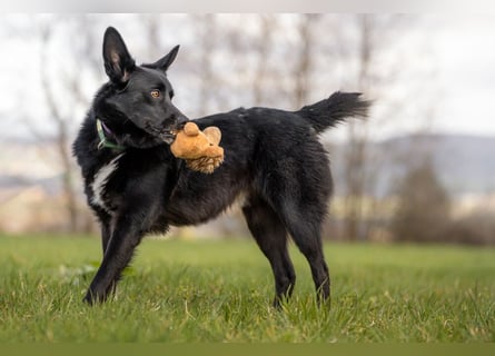 Mobby - verschmust und intelligent - Tierhilfe Franken e.V.