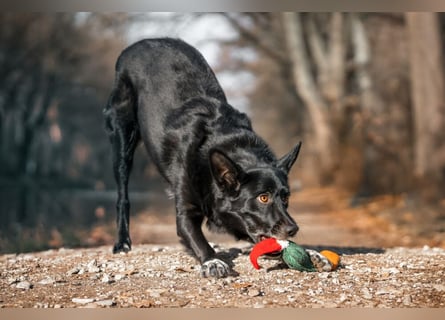 Mobby - verschmust und intelligent - Tierhilfe Franken e.V.