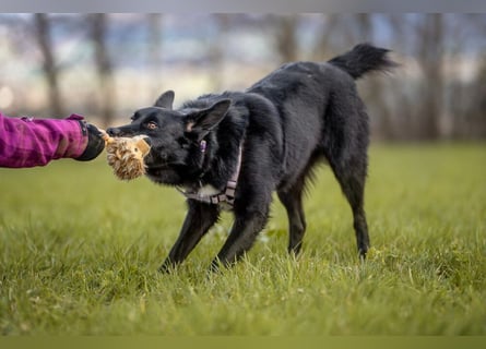 Mobby - verschmust und intelligent - Tierhilfe Franken e.V.