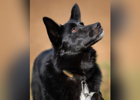 Mobby - verschmust und intelligent - Tierhilfe Franken e.V.