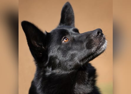 Mobby - verschmust und intelligent - Tierhilfe Franken e.V.