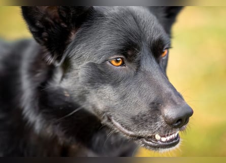 Mobby - verschmust und intelligent - Tierhilfe Franken e.V.