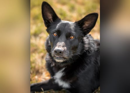 Mobby - verschmust und intelligent - Tierhilfe Franken e.V.