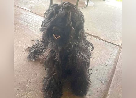 superlieber Familienhund POLDI - 2 Jahre, 42cm - Puli-Schnauzer-Mix