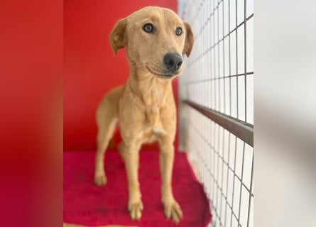 Seelenhündin BAMBI - 9 Monate, 45cm/15kg - Mischling