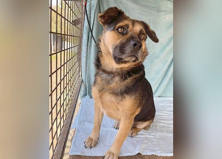 ❤️❤️❤️ lieber Kuschelbär BANDI - 6,5 Jahre, 42cm/20kg - Mischling