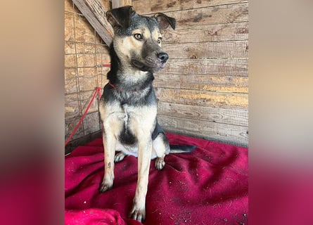 ❤️❤️❤️ WIFI auf der Suche nach Liebe - 9 Monate, 42cm/15kg