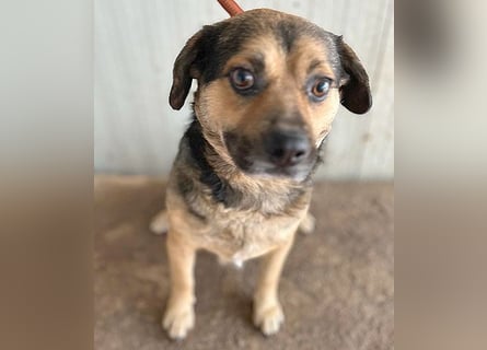 ❤️❤️❤️ lieber Kuschelbär BANDI - 6,5 Jahre, 42cm/20kg - Mischling