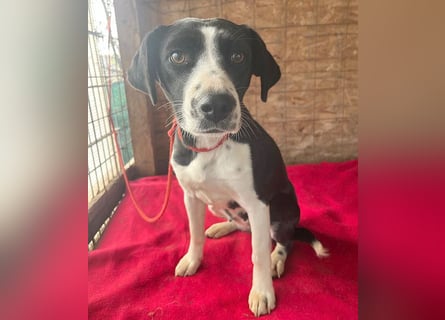 ❤️❤️❤️ treue Hundeseele LUCY - 1 Jahr, 42cm/14kg - Mischling