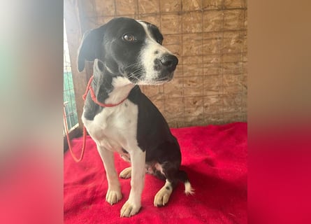 ❤️❤️❤️ treue Hundeseele LUCY - 1 Jahr, 42cm/14kg - Mischling