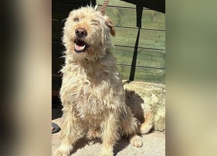 ❤️❤️❤️ lieber Wuschel-Mix FINN - 7 Jahre, 50cm