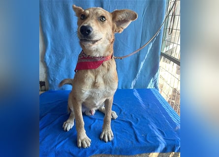 ❤️❤️❤️ lebenslustiger MAXIM - 11 Monate, 50/52cm-15kg - Mischling