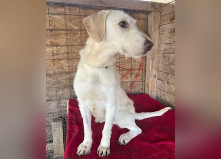 wunderschöne BELLA - 5 Jahre, 50cm/18kg - Mischling