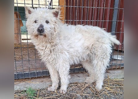 ❤️❤️❤️ bildhübscher BOZZI - 2 Jahre, 4cm/14kg - kniehoher Mischling