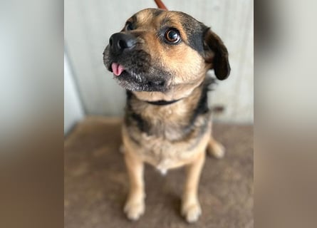 ❤️❤️❤️ lieber Kuschelbär BANDI - 6,5 Jahre, 42cm/20kg - Mischling