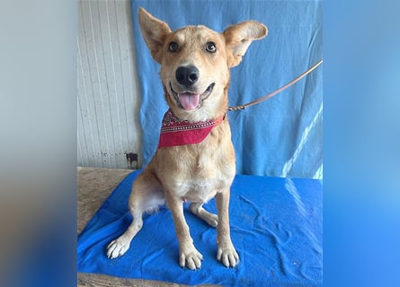 ❤️❤️❤️ lebenslustiger MAXIM - 11 Monate, 50/52cm-15kg - Mischling