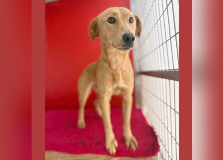 Seelenhündin BAMBI - 9 Monate, 45cm/15kg - Mischling