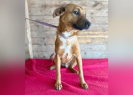 ❤️ liebenswerter NIKO - 1 Jahr, 50cm/16kg - Mischling