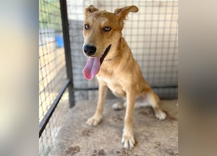 ❤️❤️❤️ lebenslustiger MAXIM - 11 Monate, 50/52cm-15kg - Mischling