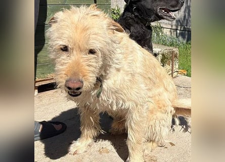 ❤️❤️❤️ lieber Wuschel-Mix FINN - 7 Jahre, 50cm