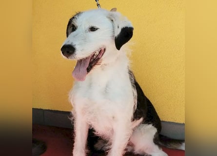 ❤️❤️❤️ fröhlicher Familienhund OREO 3 Jahre, 50cm/17kg
