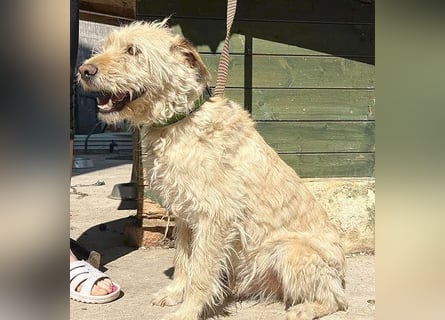 ❤️❤️❤️ lieber Wuschel-Mix FINN - 7 Jahre, 50cm