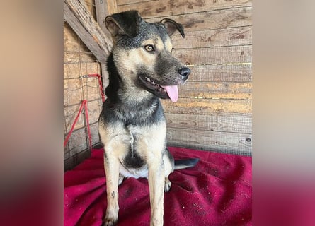 ❤️❤️❤️ WIFI auf der Suche nach Liebe - 9 Monate, 42cm/15kg