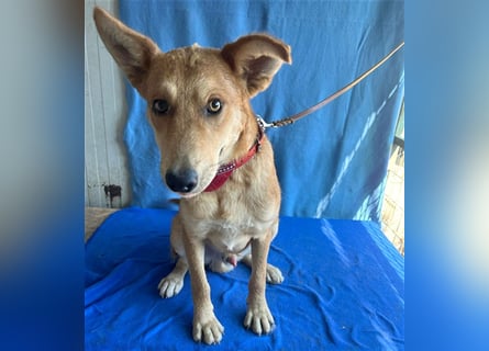 ❤️❤️❤️ lebenslustiger MAXIM - 11 Monate, 50/52cm-15kg - Mischling