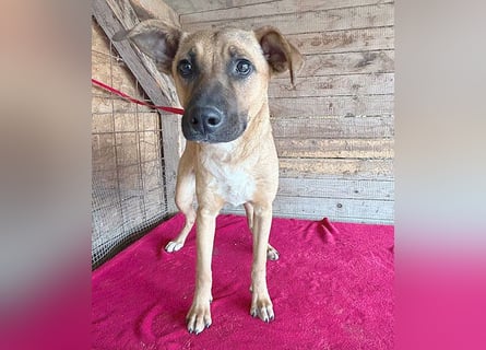 ❤️ RIKO mit den traurigen Augen - 1 Jahr, 50cm/17kg - Mischling