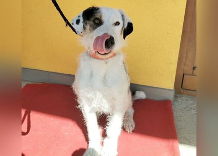 ❤️❤️❤️ fröhlicher Familienhund OREO 3 Jahre, 50cm/17kg