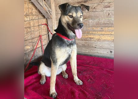 ❤️❤️❤️ WIFI auf der Suche nach Liebe - 9 Monate, 42cm/15kg