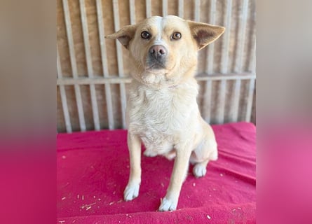 unser Sonnenschein LUNA - 4,5 Jahre, 42cm/12kg - Mischling