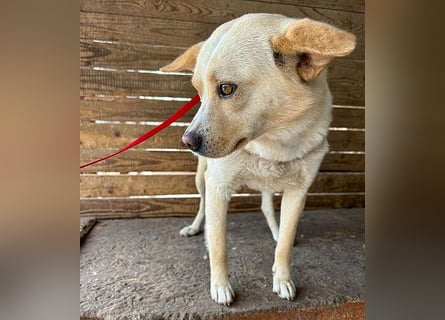 unser Sonnenschein LUNA - 4,5 Jahre, 42cm/12kg - Mischling