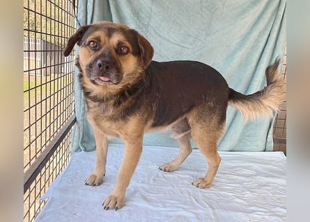 ❤️❤️❤️ lieber Kuschelbär BANDI - 6,5 Jahre, 42cm/20kg - Mischling