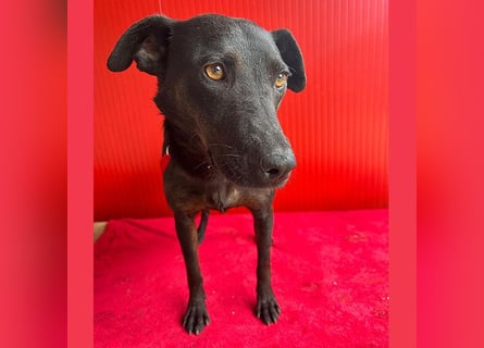 ❤️ liebenswerte DINA - 3 Jahre, 45cm/18kg - Mischling