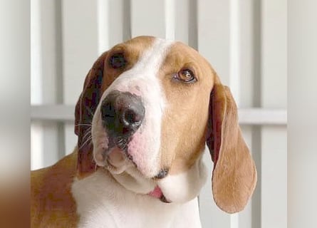 ❤️ superliebe Schmusemaus ABINA - 6 Jahre, 50cm/25kg - Balkan-Bracken-Mix