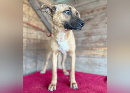❤️ RIKO mit den traurigen Augen - 1 Jahr, 50cm/17kg - Mischling