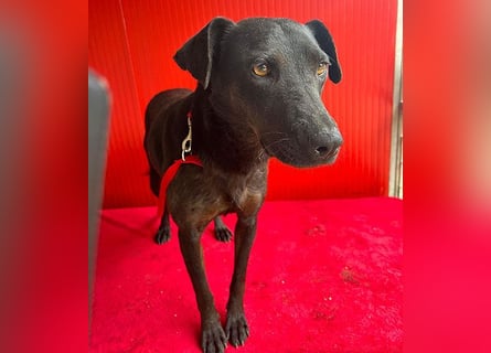 ❤️ liebenswerte DINA - 3 Jahre, 45cm/18kg - Mischling