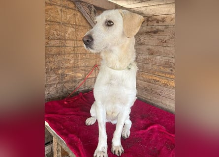 wunderschöne BELLA - 5 Jahre, 50cm/18kg - Mischling