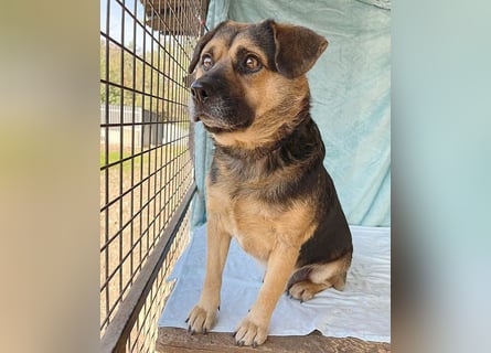 ❤️❤️❤️ lieber Kuschelbär BANDI - 6,5 Jahre, 42cm/20kg - Mischling