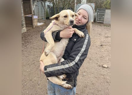 unser Sonnenschein LUNA - 4,5 Jahre, 42cm/12kg - Mischling