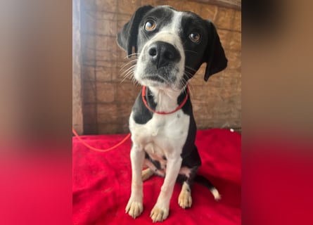 ❤️❤️❤️ treue Hundeseele LUCY - 1 Jahr, 42cm/14kg - Mischling