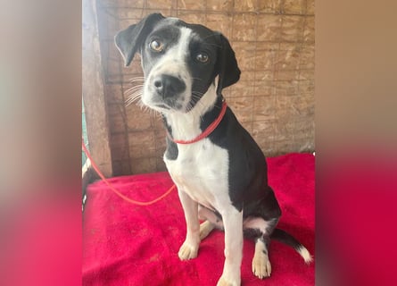 ❤️❤️❤️ treue Hundeseele LUCY - 1 Jahr, 42cm/14kg - Mischling