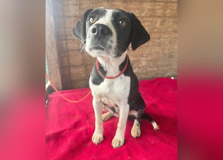 ❤️❤️❤️ treue Hundeseele LUCY - 1 Jahr, 42cm/14kg - Mischling