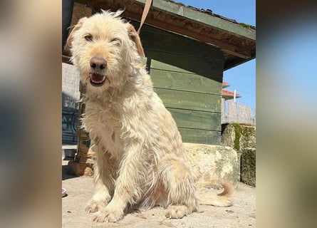 ❤️❤️❤️ lieber Wuschel-Mix FINN - 7 Jahre, 50cm