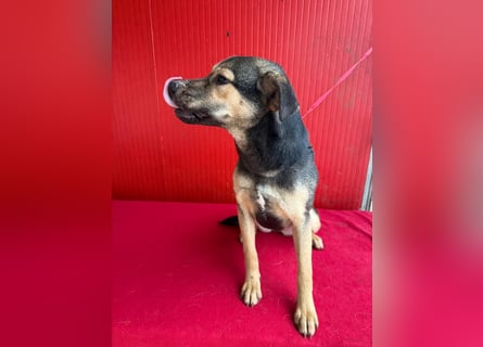 ❤️❤️❤️ WIFI auf der Suche nach Liebe - 9 Monate, 42cm/15kg