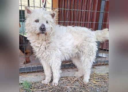 ❤️❤️❤️ bildhübscher BOZZI - 2 Jahre, 4cm/14kg - kniehoher Mischling